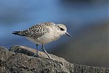 Black-bellied Plover