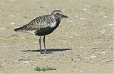 Black-bellied Plover