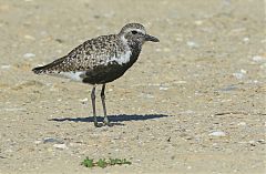 Black-bellied Plover