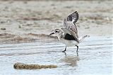 Black-bellied Plover