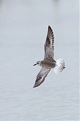 Black-bellied Plover