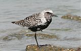 Black-bellied Plover