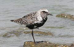 Black-bellied Plover