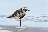 Black-bellied Plover