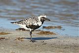 Black-bellied Plover