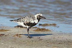 Black-bellied Plover