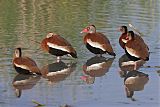 Black-bellied Whistling-Duck