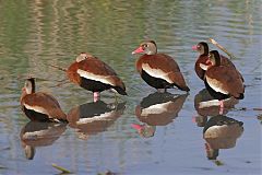 Black-bellied Whistling-Duck