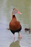 Black-bellied Whistling-Duck