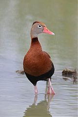 Black-bellied Whistling-Duck