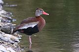 Black-bellied Whistling-Duck