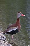 Black-bellied Whistling-Duck