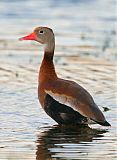 Black-bellied Whistling-Duck