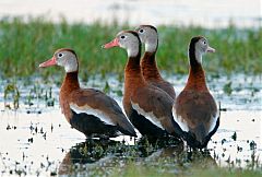 Black-bellied Whistling-Duck