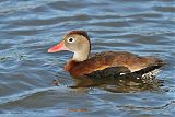 Black-bellied Whistling-Duck