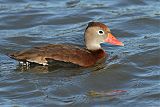 Black-bellied Whistling-Duck