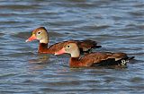 Black-bellied Whistling-Duck