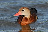 Black-bellied Whistling-Duck