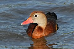 Black-bellied Whistling-Duck