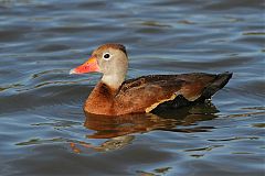 Black-bellied Whistling-Duck