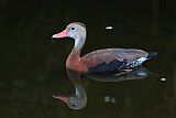 Black-bellied Whistling-Duck