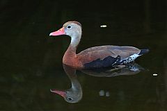 Black-bellied Whistling-Duck