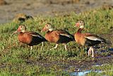 Black-bellied Whistling-Duck