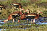 Black-bellied Whistling-Duck