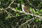 Black-billed Cuckoo