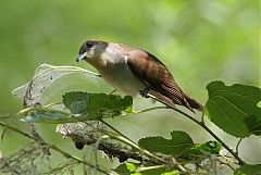 Black-billed Cuckoo