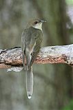 Black-billed Cuckooborder=