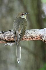 Black-billed Cuckoo