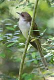 Black-billed Cuckoo