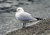 Black-billed Gullborder=