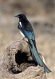 Black-billed Magpieborder=