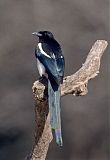 Black-billed Magpie