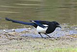 Black-billed Magpieborder=