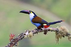 Black-billed Mountain-Toucan