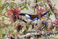 Black-billed Mountain-Toucan