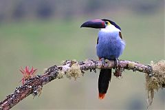 Black-billed Mountain-Toucan