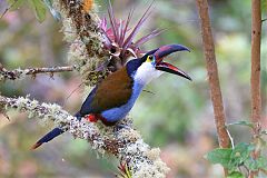 Black-billed Mountain-Toucan