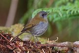 Black-billed Nightingale-Thrushborder=