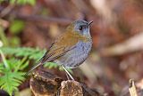 Black-billed Nightingale-Thrushborder=