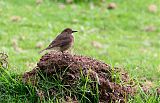 Black-billed Shrike-Tyrantborder=