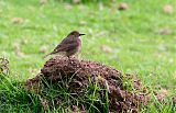 Black-billed Shrike-Tyrantborder=