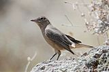 Black-billed Shrike-Tyrant