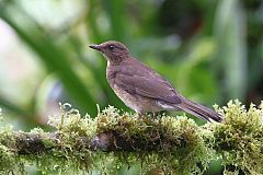 Black-billed Thrush