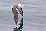 Black-browed Albatross