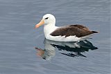 Black-browed Albatrossborder=