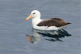 Black-browed Albatross